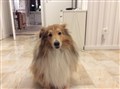 Diesel jr jul (2).jpg